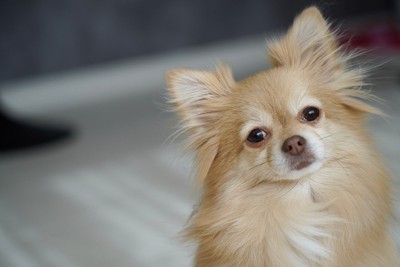 首をかしげた茶の犬