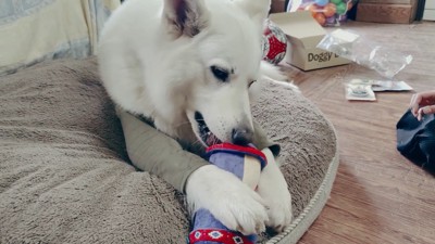 BJ くんに「お風呂入る?」と聞いたら3