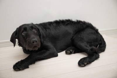 音にびっくりする犬