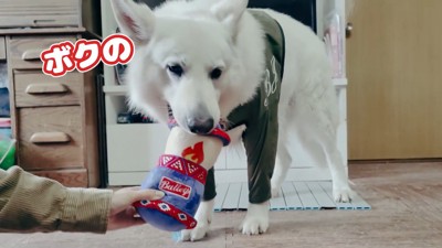 BJ くんに「お風呂入る?」と聞いたら2