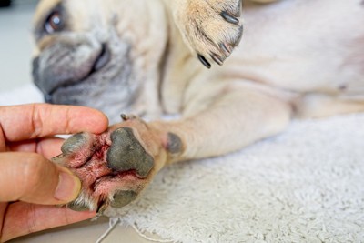 犬の指間に赤みと炎症