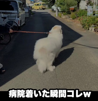 病院の外で逃げようとする犬