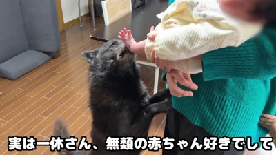 一休さんは赤ちゃん好き