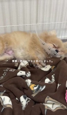 手術を終えてスヤスヤ…
