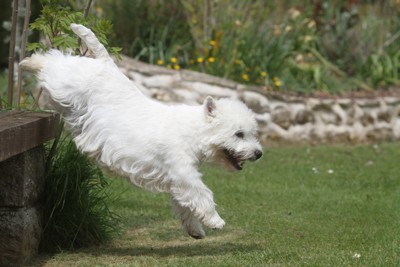 段差から飛び降りる犬