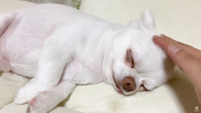 コハクくんの舌を掴んだら？⑩