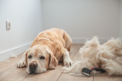 抜け毛の隣で伏せる犬