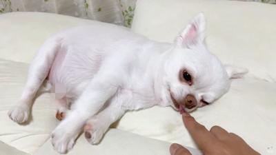 コハクくんの舌を掴んだら？4