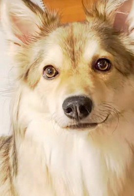 雑種犬