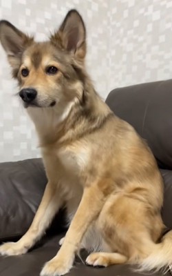 震える犬
