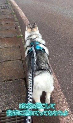 パパとお散歩