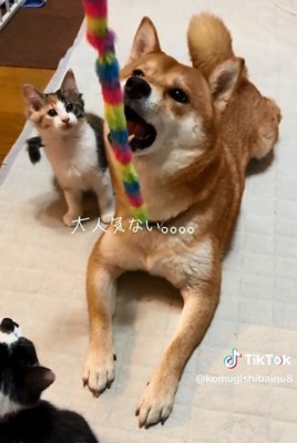 遊び続けるこむぎさん