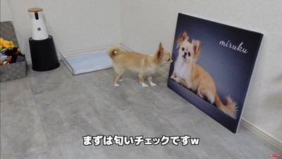 フォトパネルを飾った時のみるくちゃん5