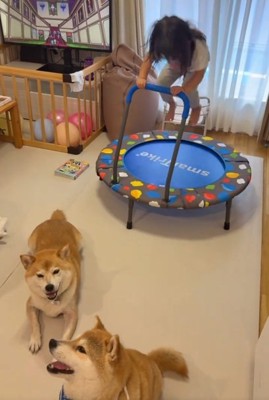 遊ぶ姪っ子ちゃんと柴犬たち