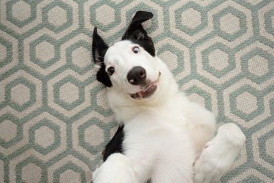 床に寝転んでいる犬