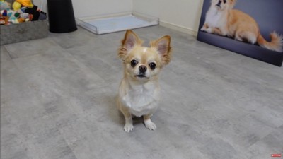 フォトパネルを飾った時のみるくちゃん9