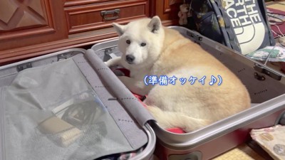 スーツケースに入ってる!!