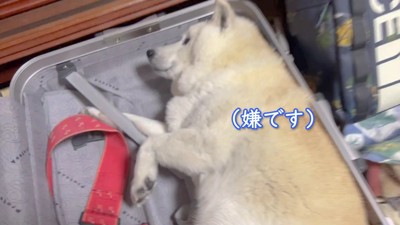 「嫌です、どきません」