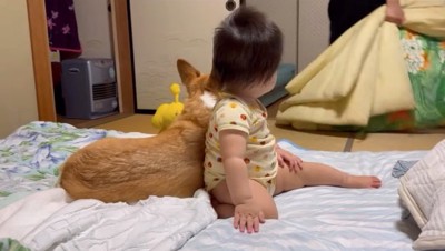 布団に乗る犬