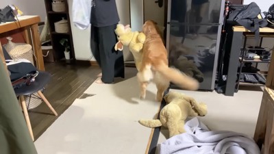 ジョイくんは大喜び!