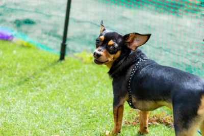 振り向く犬