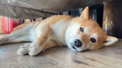 ナラちゃんとソラくんの沢登り