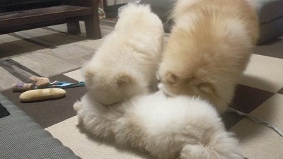 落ちていた
