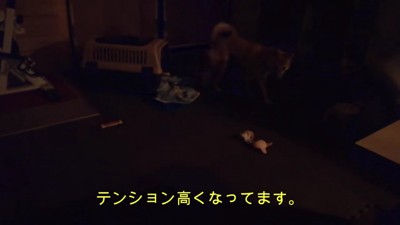 なんだか楽しそう♪