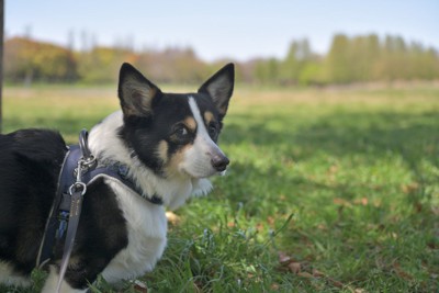 散歩中の犬