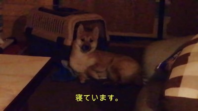 キャリーから出てくれたよ!!