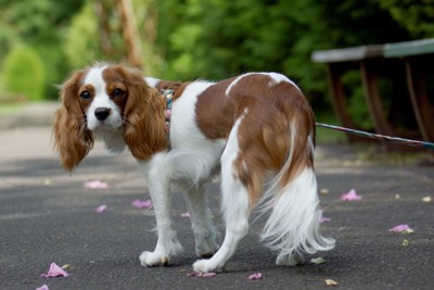 こちらを見ている犬