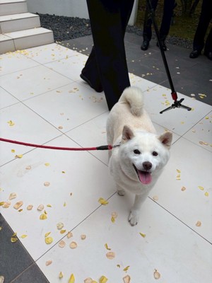 圧倒的