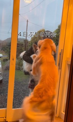 ざらめちゃんとパパの再会5