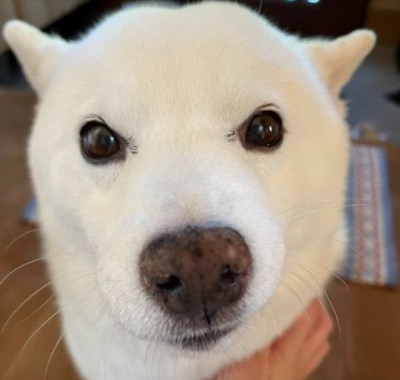 甘えん坊