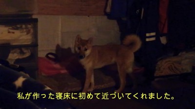 新しい寝床もチェック