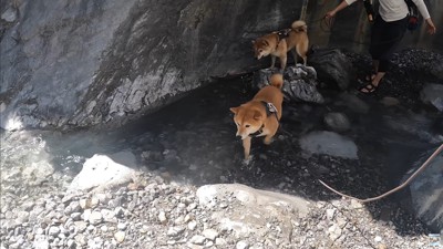 ナラちゃんとソラくんの沢登り6