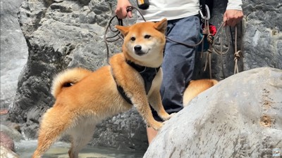 ナラちゃんとソラくんの沢登り7