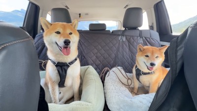 ナラちゃんとソラくんの沢登り⑩