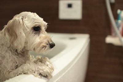 お風呂に入っている犬