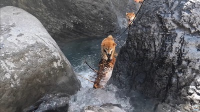 ナラちゃんとソラくんの沢登り4