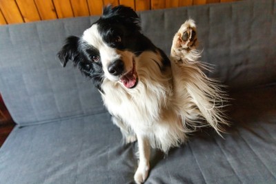 前足を上げる犬