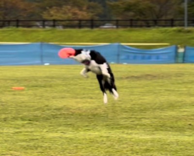 フリスビーを空中でキャッチする犬