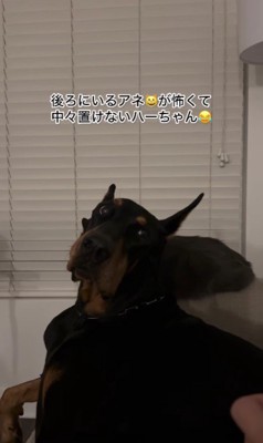 ANELAちゃんが座っていた！