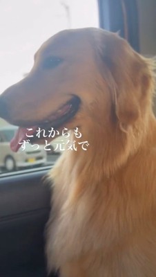 車の窓の外を見つめる犬