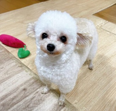 姉犬