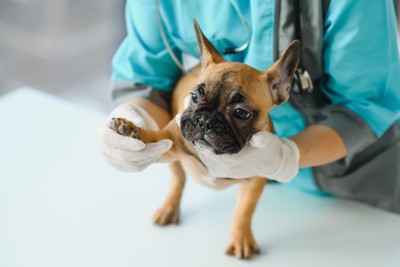 触診される犬