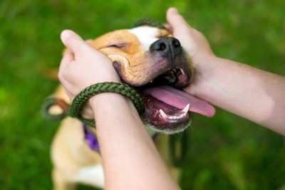 撫でられてうっとりと嬉しそうな犬