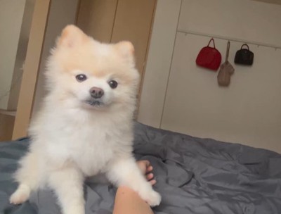 ぽんすけ大先生