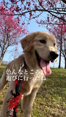 芝生の上で笑顔を見せる犬