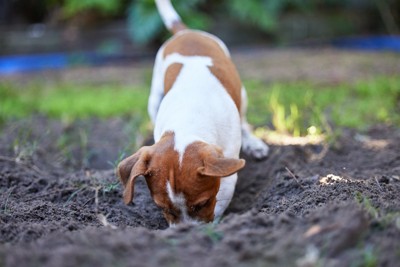 地面を掘る犬